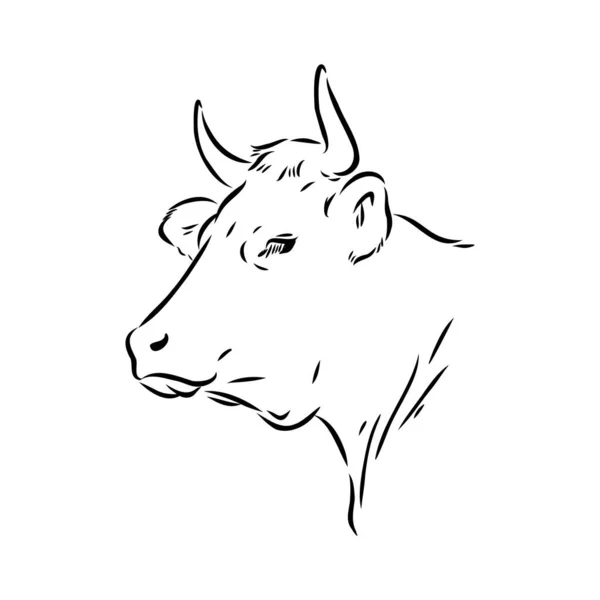 Isolated cow eating grass on a white background. Black and white sketch line silhouette vector illustration. — Vetor de Stock