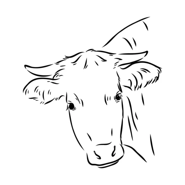 Isolated cow eating grass on a white background. Black and white sketch line silhouette vector illustration. — 图库矢量图片