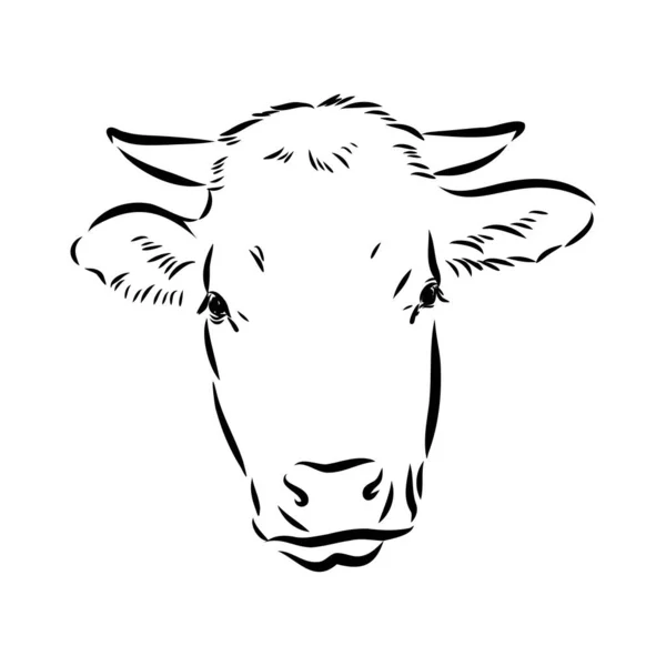 Isolated cow eating grass on a white background. Black and white sketch line silhouette vector illustration. — стоковый вектор