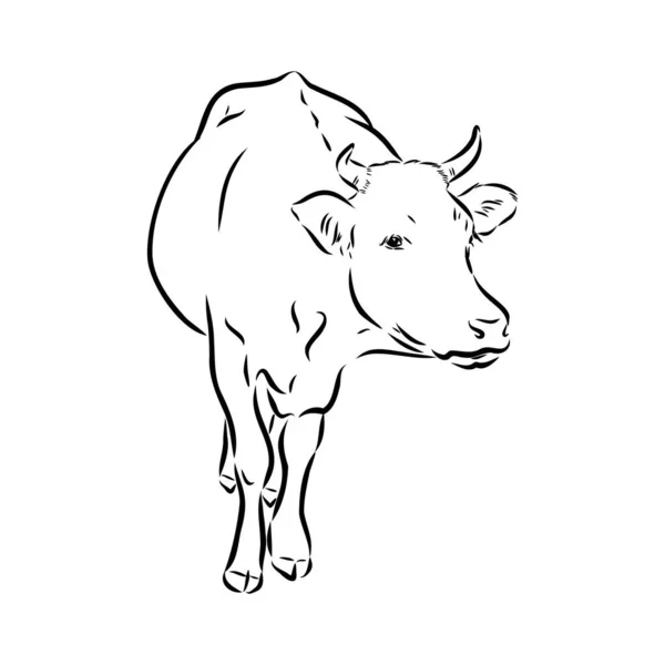 Isolated cow eating grass on a white background. Black and white sketch line silhouette vector illustration. — Vettoriale Stock