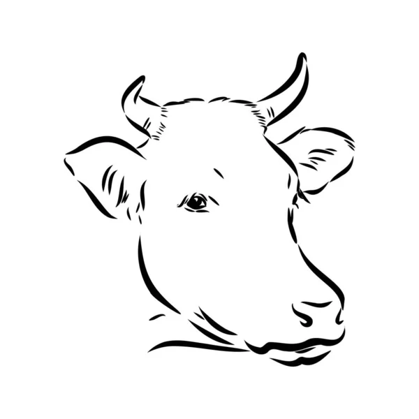 Isolated cow eating grass on a white background. Black and white sketch line silhouette vector illustration. — 스톡 벡터