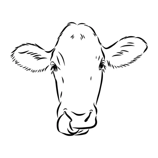 Isolated cow eating grass on a white background. Black and white sketch line silhouette vector illustration. — 图库矢量图片