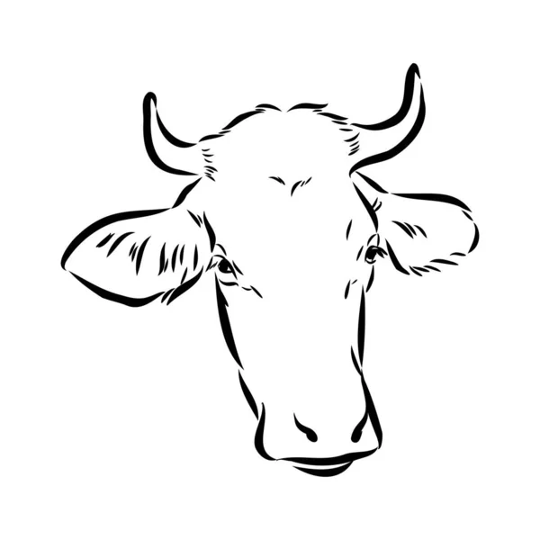 Isolated cow eating grass on a white background. Black and white sketch line silhouette vector illustration. — Stockový vektor