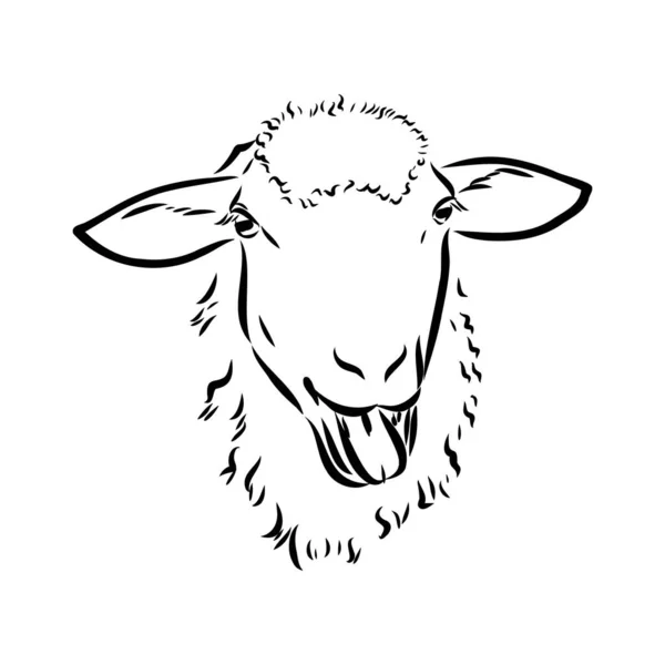 Esbozo de oveja estilo. Ilustración dibujada a mano de hermoso animal blanco y negro. Dibujo de línea de arte en estilo vintage. Imagen realista . — Vector de stock