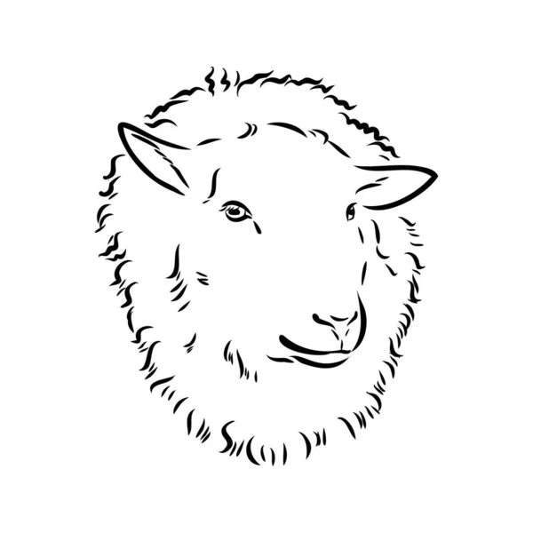 Стиль ескізу вівці. Рука намальована ілюстрація красивої чорно-білої тварини. Малюнок лінійного мистецтва в вінтажному стилі. Реалістичний образ . — стоковий вектор