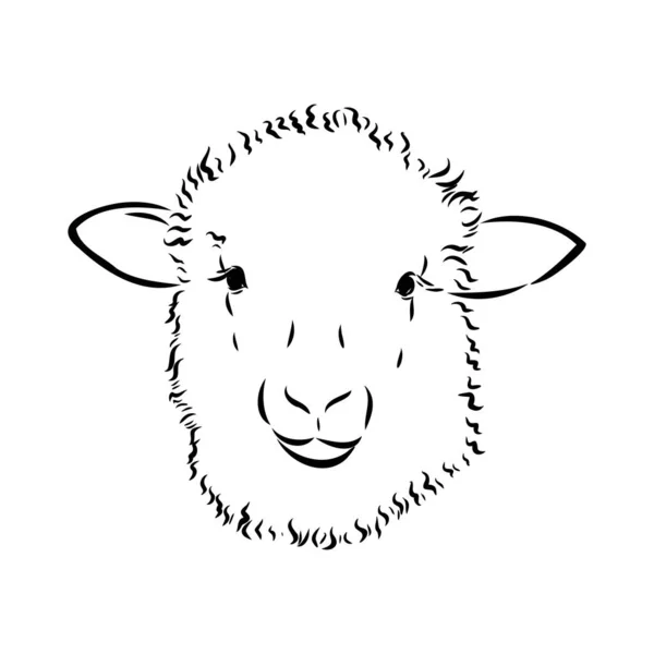 Esbozo de oveja estilo. Ilustración dibujada a mano de hermoso animal blanco y negro. Dibujo de línea de arte en estilo vintage. Imagen realista . — Vector de stock