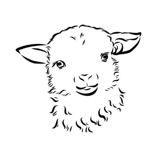 Estilo de esboço de ovelhas. Ilustração desenhada à mão de belo animal preto e branco. Desenho de arte de linha em estilo vintage. Imagem realista . —  Vetores de Stock