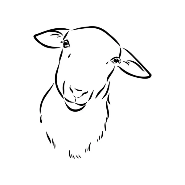 Sheep sketch style. Hand drawn illustration of beautiful black and white animal. Line art drawing in vintage style. Realistic image. — Stock Vector