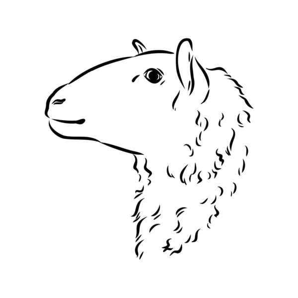 Estilo de esboço de ovelhas. Ilustração desenhada à mão de belo animal preto e branco. Desenho de arte de linha em estilo vintage. Imagem realista . —  Vetores de Stock