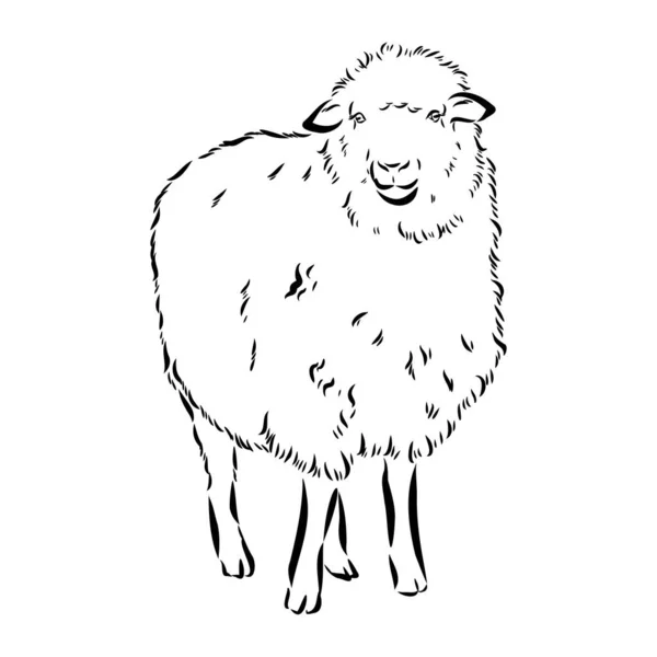 Vzhled ovcí. Ručně vykreslené ilustrace krásného černého a bílého zvířete. Kresba kresby v ročníku. Realistický obraz. — Stockový vektor
