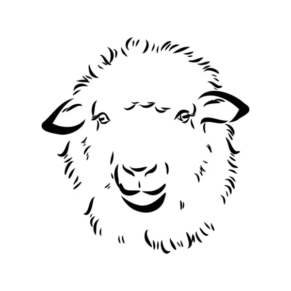 Sheep sketch style. Hand drawn illustration of beautiful black and white animal. Line art drawing in vintage style. Realistic image. — Stock Vector