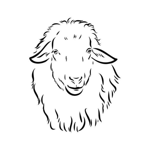 Esbozo de oveja estilo. Ilustración dibujada a mano de hermoso animal blanco y negro. Dibujo de línea de arte en estilo vintage. Imagen realista . — Vector de stock