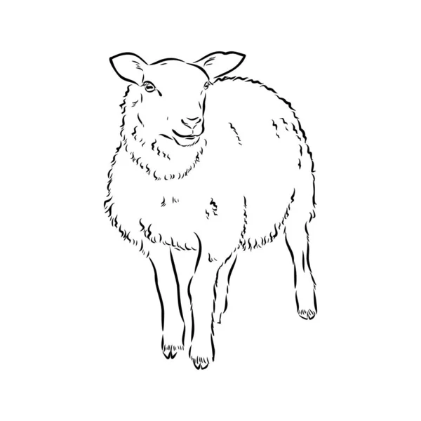 羊のスケッチスタイル。●美しい黒と白の動物の手描きイラスト。ヴィンテージスタイルのラインアート描画。リアルなイメージ. — ストックベクタ