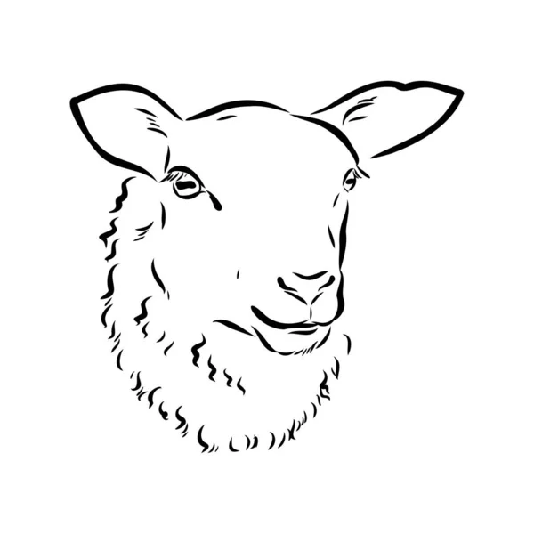 Styl szkic owca. Ręcznie rysowane ilustracji piękne czarno-białe zwierzę. Rysowanie linii w stylu Vintage. Realistyczny obraz. — Wektor stockowy