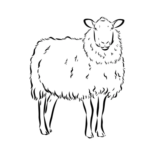 Esbozo de oveja estilo. Ilustración dibujada a mano de hermoso animal blanco y negro. Dibujo de línea de arte en estilo vintage. Imagen realista . — Vector de stock