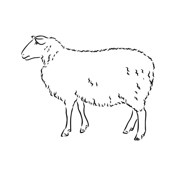 Sheep sketch style. Hand drawn illustration of beautiful black and white animal. Line art drawing in vintage style. Realistic image. — Stock Vector