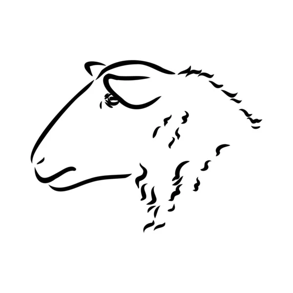 Sheep sketch style. Hand drawn illustration of beautiful black and white animal. Line art drawing in vintage style. Realistic image. — Stock Vector