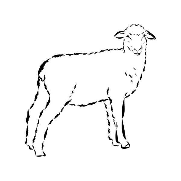 Schafskizzenstil. Handgezeichnete Illustration eines schönen schwarz-weißen Tieres. Linienzeichnung im Vintage-Stil. Realistisches Bild. — Stockvektor