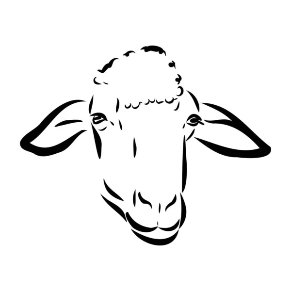 羊のスケッチスタイル。●美しい黒と白の動物の手描きイラスト。ヴィンテージスタイルのラインアート描画。リアルなイメージ. — ストックベクタ