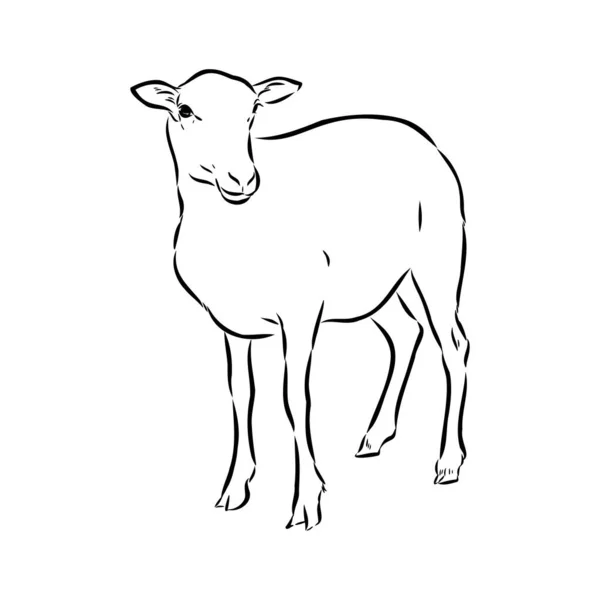 Stile schizzo di pecora. Illustrazione disegnata a mano di bellissimo animale bianco e nero. Disegno di linea in stile vintage. Immagine realistica . — Vettoriale Stock