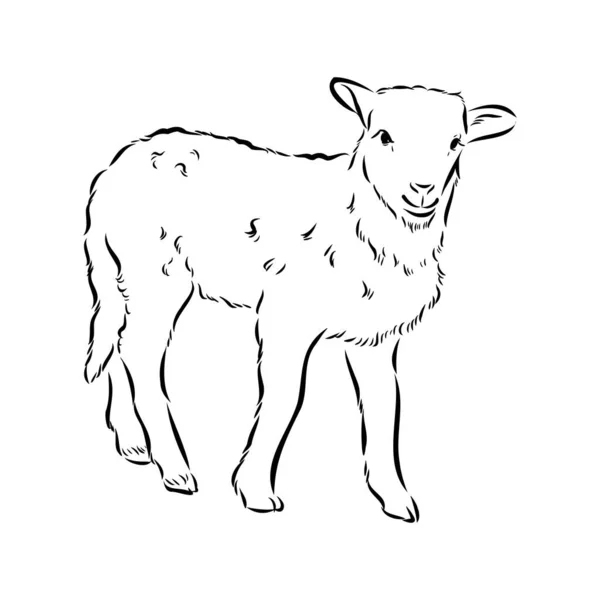 Koyun kroki tarzı. Güzel siyah beyaz hayvan Elle çizilmiş illüstrasyon. Vintage tarzda çizgi sanatı çizim. Gerçekçi görüntü.