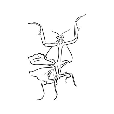 Hand drawing, sketch, mantis on a white background vector Hand drawing, sketch, mantis on a white background vector