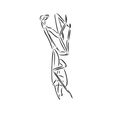 Hand drawing, sketch, mantis on a white background vector Hand drawing, sketch, mantis on a white background vector