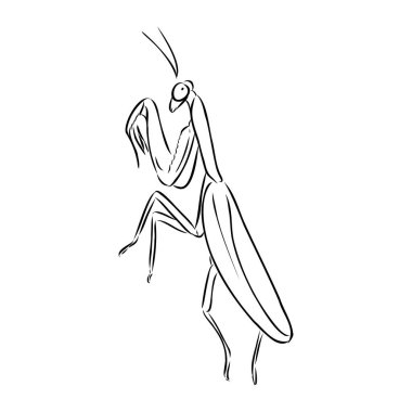 Hand drawing, sketch, mantis on a white background vector Hand drawing, sketch, mantis on a white background vector