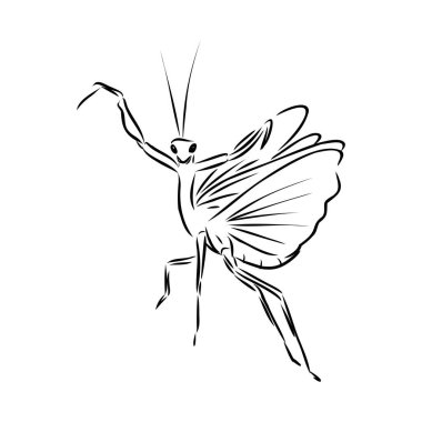 Hand drawing, sketch, mantis on a white background vector Hand drawing, sketch, mantis on a white background vector