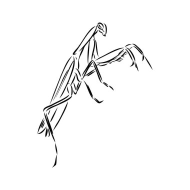 Hand drawing, sketch, mantis on a white background vector Hand drawing, sketch, mantis on a white background vector