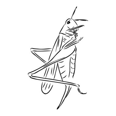 Çekirge, kontur çizimi beyaz arkaplan vektöründe izole edildi