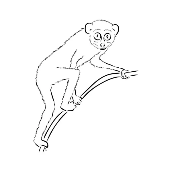 Lemur Loris su un albero vettoriale illustrazione, disegno disegnato a mano, in bianco e nero. Penna a inchiostro simpatico animale cinese lori seduto su un albero . — Vettoriale Stock