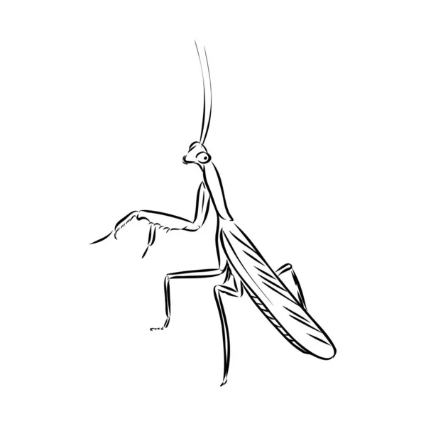 Handritning, skiss, mantis på en vit bakgrund — Stock vektor