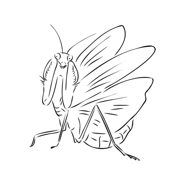 Dessin à la main, croquis, mantis sur fond blanc — Image vectorielle