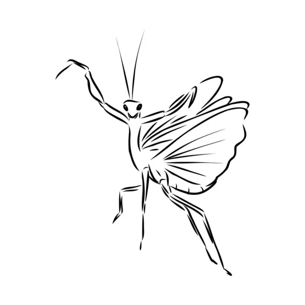 Dibujo a mano, boceto, mantis sobre fondo blanco — Vector de stock