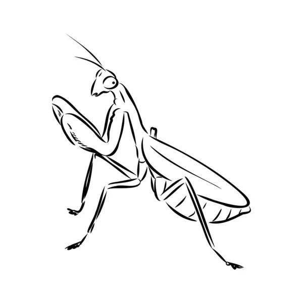 Dibujo a mano, boceto, mantis sobre fondo blanco — Archivo Imágenes Vectoriales