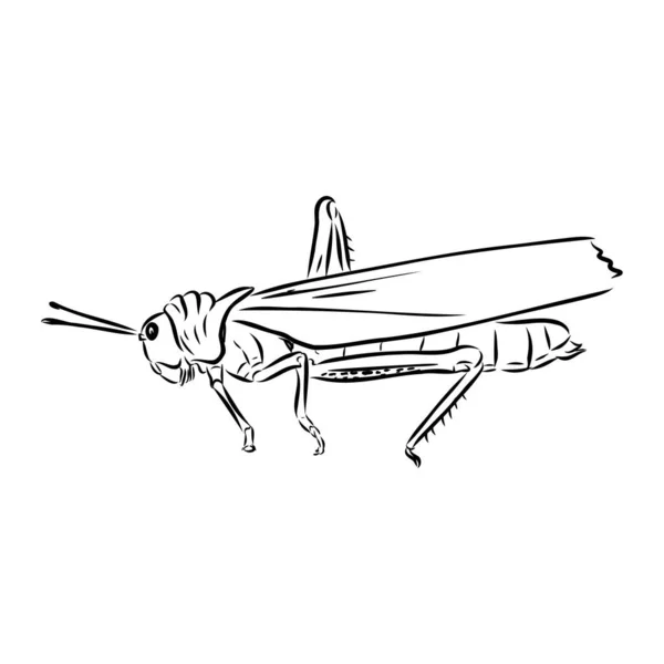 在白色背景向量上孤立的蝗虫,等高线草图 — 图库矢量图片