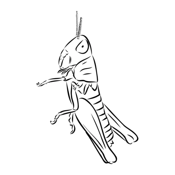 흰색 배경 벡터에 분리 된 메뚜기, 등고선 스케치 — 스톡 벡터