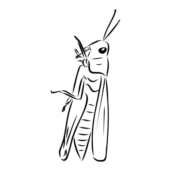 Ακρίδα, περίγραμμα σκίτσο απομονώνονται σε λευκό διάνυσμα φόντο — Διανυσματικό Αρχείο