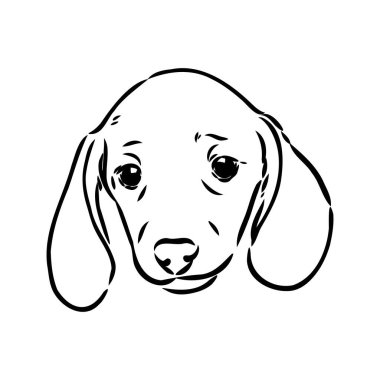 Dachshund Köpeği. El çizimi. Vektör illüstrasyon dachshund köpek vektörü