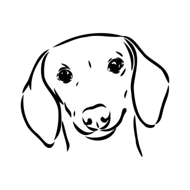 Dachshund Köpeği. El çizimi. Vektör illüstrasyon dachshund köpek vektörü