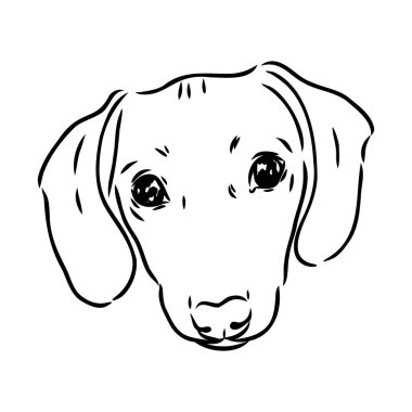 Dachshund Köpeği. El çizimi. Vektör illüstrasyon dachshund köpek vektörü