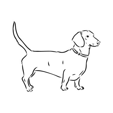 Dachshund Köpeği. El çizimi. Vektör illüstrasyon dachshund köpek vektörü