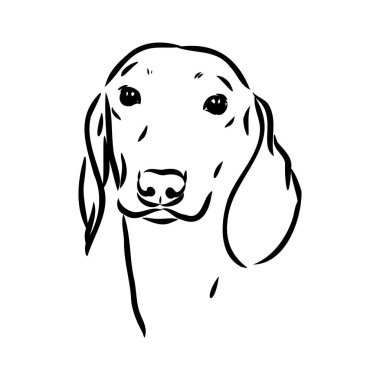 Dachshund Köpeği. El çizimi. Vektör illüstrasyon dachshund köpek vektörü