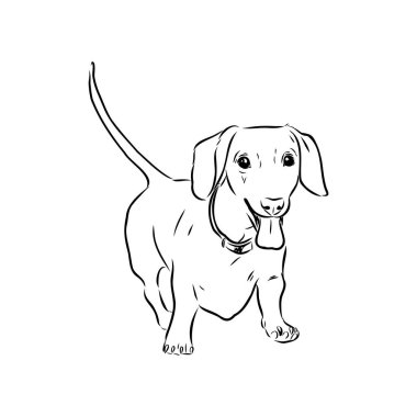 Dachshund Köpeği. El çizimi. Vektör illüstrasyon dachshund köpek vektörü