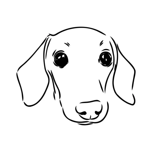 Pies jamnik. Ręcznie rysowane. Wektor ilustracja jamnik pies wektor — Wektor stockowy