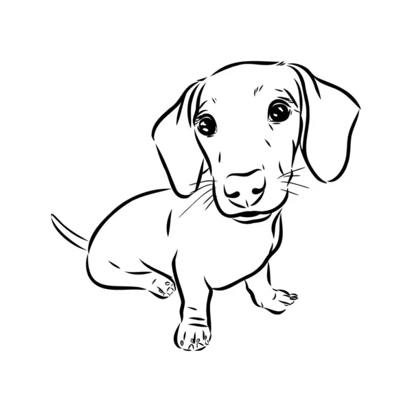 ダックスフンド犬。手描き。ベクターイラスト｜dachshund dogベクトル — ストックベクタ