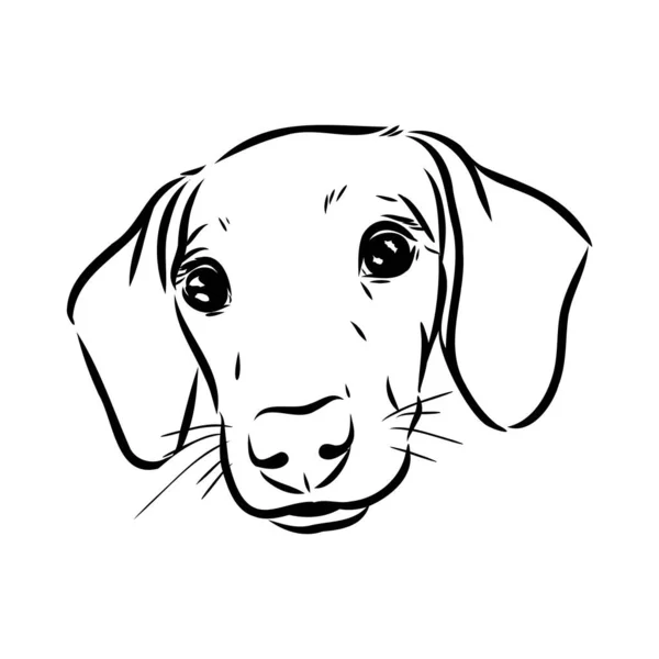 Dachshund Dog. Mão desenhada. Vetor ilustração dachshund cão vetor — Vetor de Stock