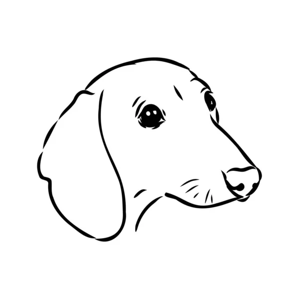 Dachshund Dog. Tiré à la main. Illustration vectorielle teckel chien vecteur — Image vectorielle