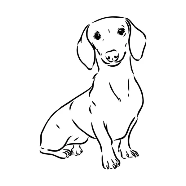 Dachshund Dog. Mão desenhada. Vetor ilustração dachshund cão vetor — Vetor de Stock